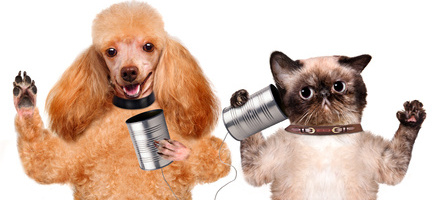Cat with a dog on the phone with a can